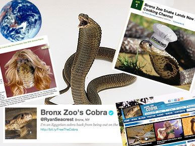 Bronx Zoo Cobra Takes Over ... Everything