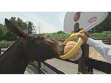 Grace the Mule Shoots Hoops – with Her Snout
