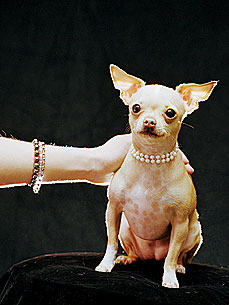 The Water Bowl: Chihuahua Stolen from a Porsche! Plus, Lion Rips Robert Pattinson's Arm