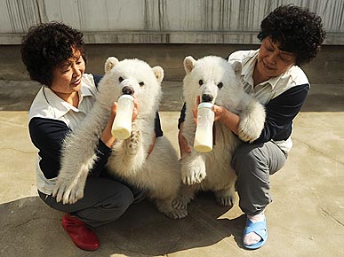 Double Trouble! Twin Polar Bear Cubs Are Officially Young Adults
