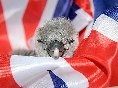 Newborn Penguin Catches Royal Wedding Fever!