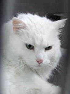 Adopt Me! Annie the Introvert Needs Some Extra TLC