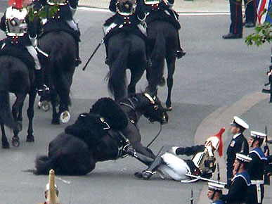 The Water Bowl: Horse Falls at the Royal Wedding! Plus, Who's Smarter, Male Dogs or Females?