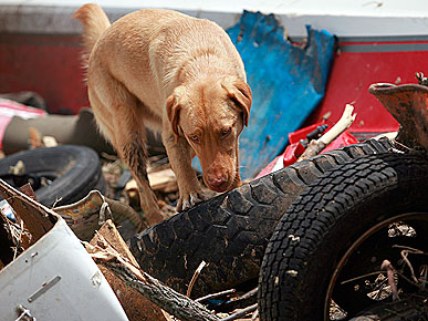 The Water Bowl: Homeless Dogs in Alabama Get Help from Maine; Plus, Farmville in Real Life