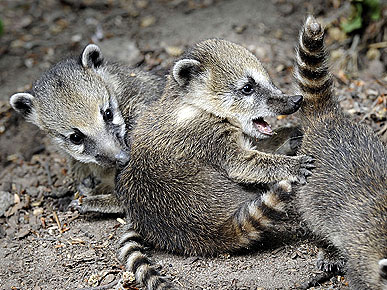 Cute Photo: Coati Cubs Play Ring Around the Rosie