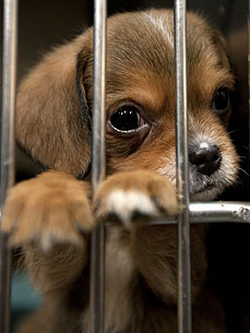 The Water Bowl: Tornado-Displaced Pets Suffer from Stress; Plus, Patrick's Abuser Pleads Not Guilty