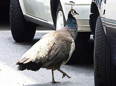 The Water Bowl: Bronx Zoo Has Another Escapee – A Peacock!