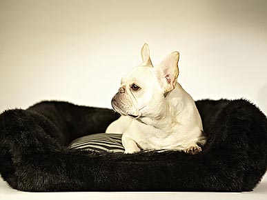Get Comfy Snuggles Year-Round with Snub's New Dog Beds