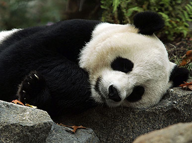 The Water Bowl: National Zoo Panda Might Be Pregnant!