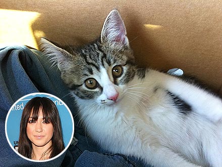 Michelle Branch Finds a Kitten – and Keeps It!