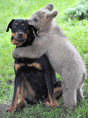 Bear Hug! Cub Gives Dog a Big Squeeze