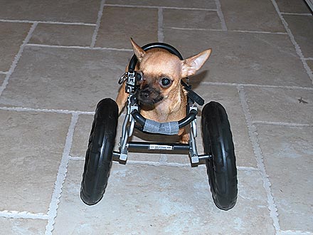 Dina Manzo Adopts a Two-Legged Puppy Mill Survivor| Stars and Pets, Pet News
