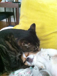 Joy Behar: My Cat Is a Furry Regis Philbin| Cats, Stars and Pets, Pet News, Joy Behar