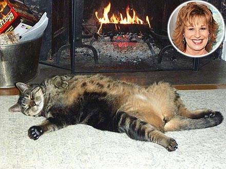 Joy Behar's Cat Is Like Regis Philbin