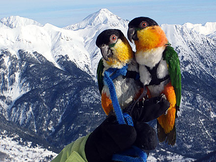 Skiing Parrots Go to the Alps