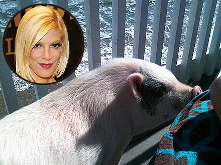 Tori Spelling's Pig Goes to the Beach