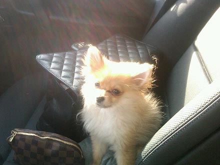 Amanda Bynes: 'Replacement Pup' Tiara Is Awesome| Stars and Pets, Dogs, Amanda Bynes
