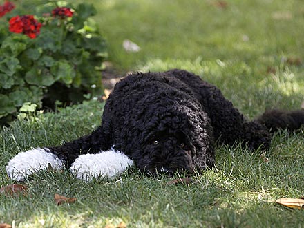 Hot Dog! Bo Obama Heads to the Shade| Stars and Pets, Dogs