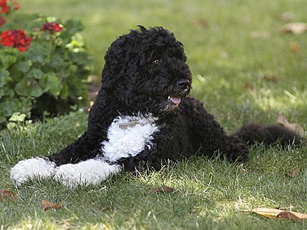 Bo Obama Rests in the Shade