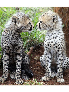 Sister Act! Abandoned Cheetah Cubs Stick Together| Baby Animals, Cute Pets