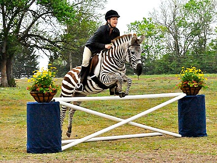 PHOTO: Zebra Jumps Like a Horse!