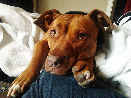Cutest Pet on Twitter: Ginger!