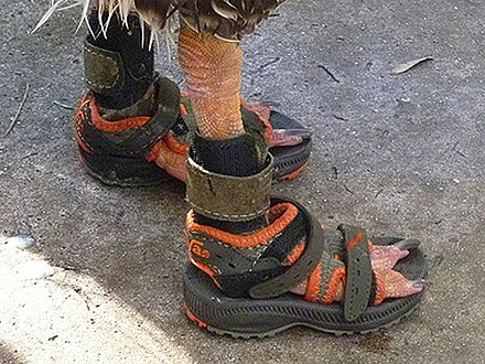 PHOTO: Goose Wears Sandals!| Unusual Pets