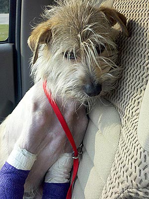 Mason the 'Tornado Dog' Finds His Way Home on Two Legs| Dogs, Unusual Pets