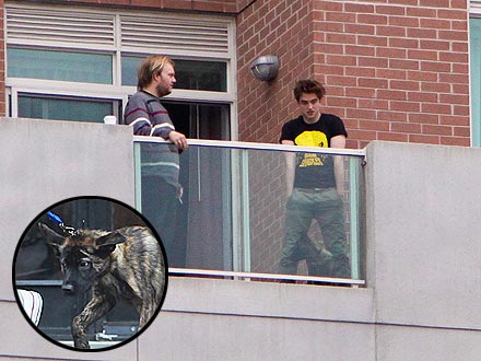Robert Pattinson and His New Dog Hang Out (PHOTO)