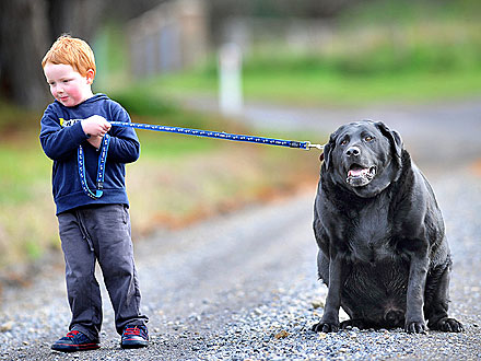 187-Lb. Dog Is Too Fat to Exercise