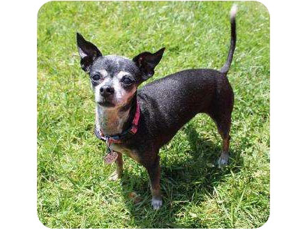 Adopt Me! Well-Mannered Indira Is a Model Canine