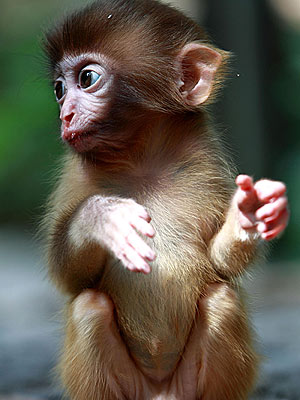 Cute! Monkey Looks Like a Mogwai