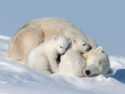 Polar Bears First Came from Ireland