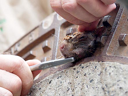 Squirrel Gets Stuck in Manhole Cover