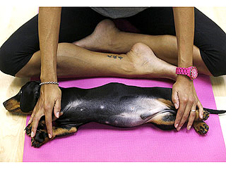 Down Dog! Doxie Does Some Yoga| Cute Pets, Dogs