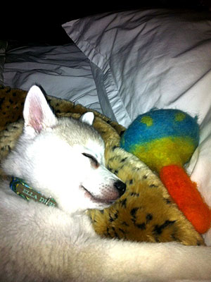 Miley Cyrus: It's Puppy Love!| Stars and Pets, Dogs, Miley Cyrus