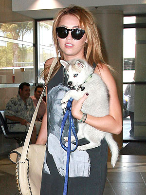 Miley Cyrus Tweets About New Dog Floyd