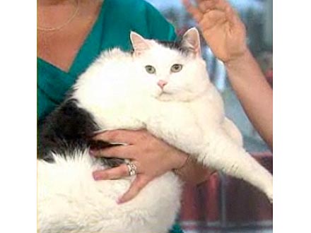 Otto the Fat Cat Weighs 29 Lbs. After Diet