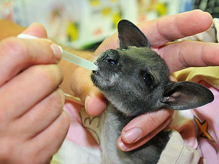 Baby Kangaroo Drinks from an Eye Dropper!