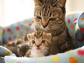 Show Us Your Extra-Cute Kittens!