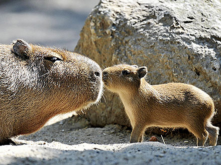 5 Things to Know About the Capybara, the World's Largest Rodent| Unusual Pets