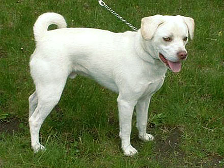 Adopt Me! Puppy K.C. Wants to Be Your Breath of Fresh Air