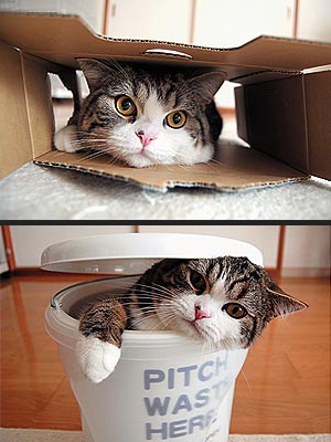Beloved Internet Cat Maru Burrowing His Way into U.S. Bookstores| Cats