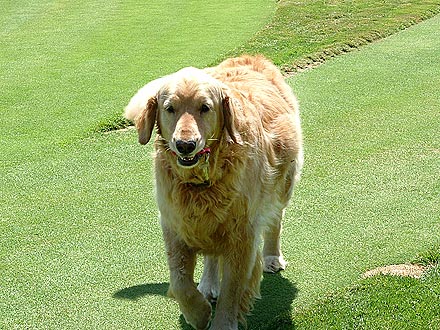 Dog Golf Cart Valet Fetches Keys