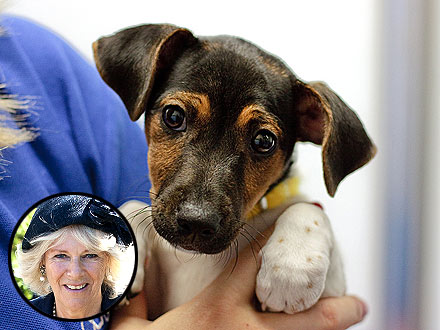 Camilla Parker Bowles' New Dog Pictures