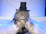 Madonna and Britney's VMA Kiss – Reenacted by Cats!