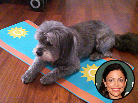 Bethenny Frankel Dog