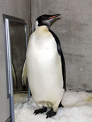 Wayward Penguin Returns to Antarctica After Chilling in New Zealand