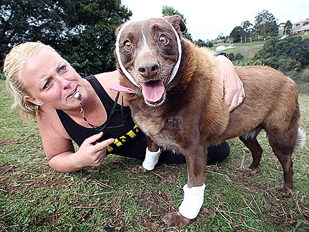 Overweight Dog Attends Boot Camp to Lose Weight