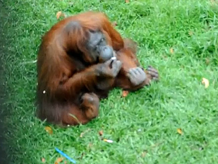 Shirley the Smoking Orangutan Has Kicked the Habit!